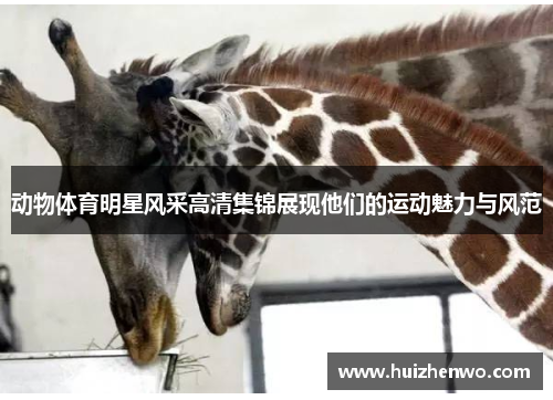 动物体育明星风采高清集锦展现他们的运动魅力与风范
